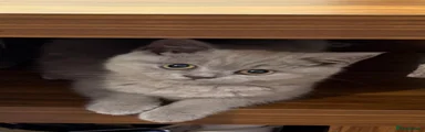 British Shorthair 1