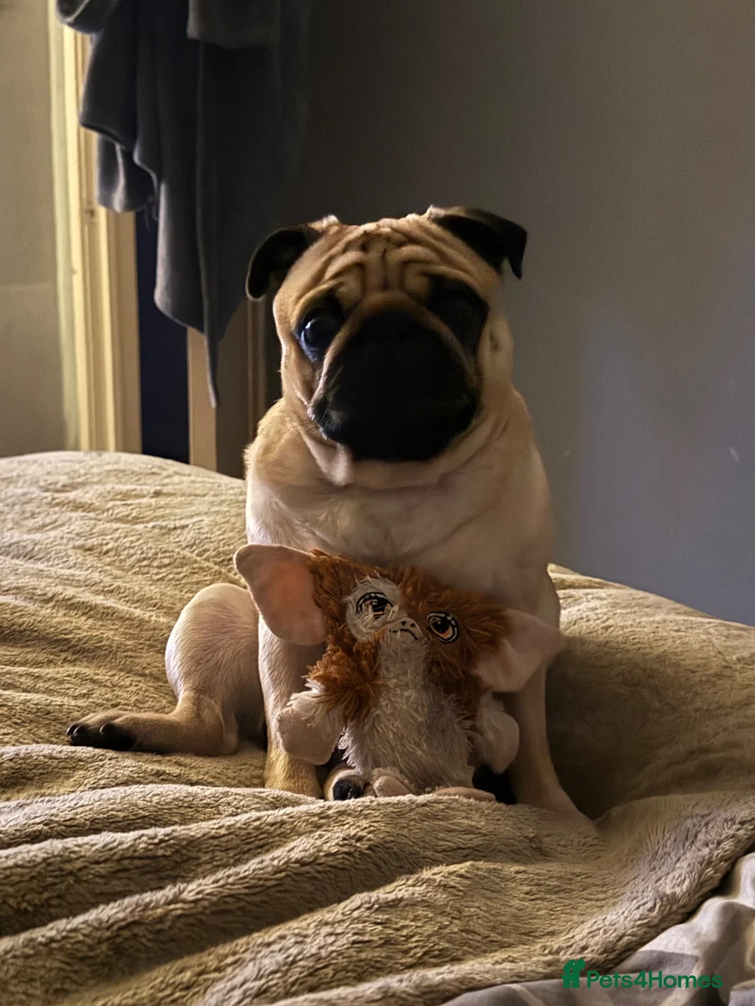 Pug dogs for sale: Loki  in Manchester - Advert 2