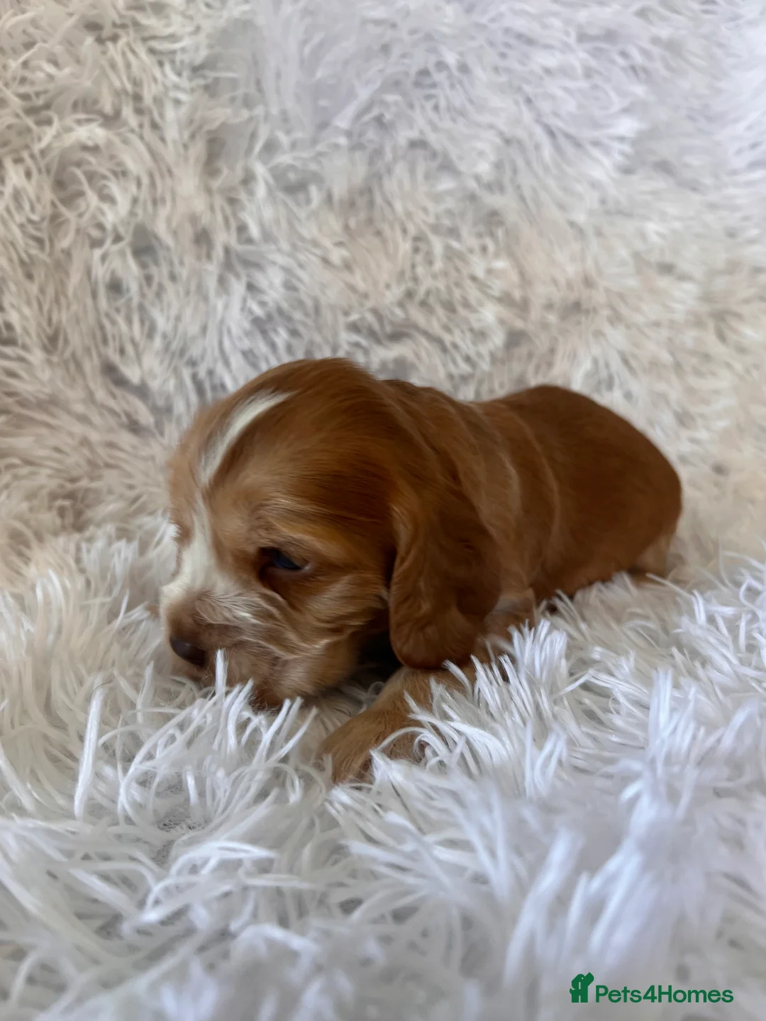 Cocker Spaniel dogs for sale: Show type KC Health tested cockers in Burntwood - Advert 7