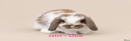 Mini Lop rabbits for sale: 🐰 Adorable Mini Lop Bunnies–Ready 30th October!🐰 - Advert 2