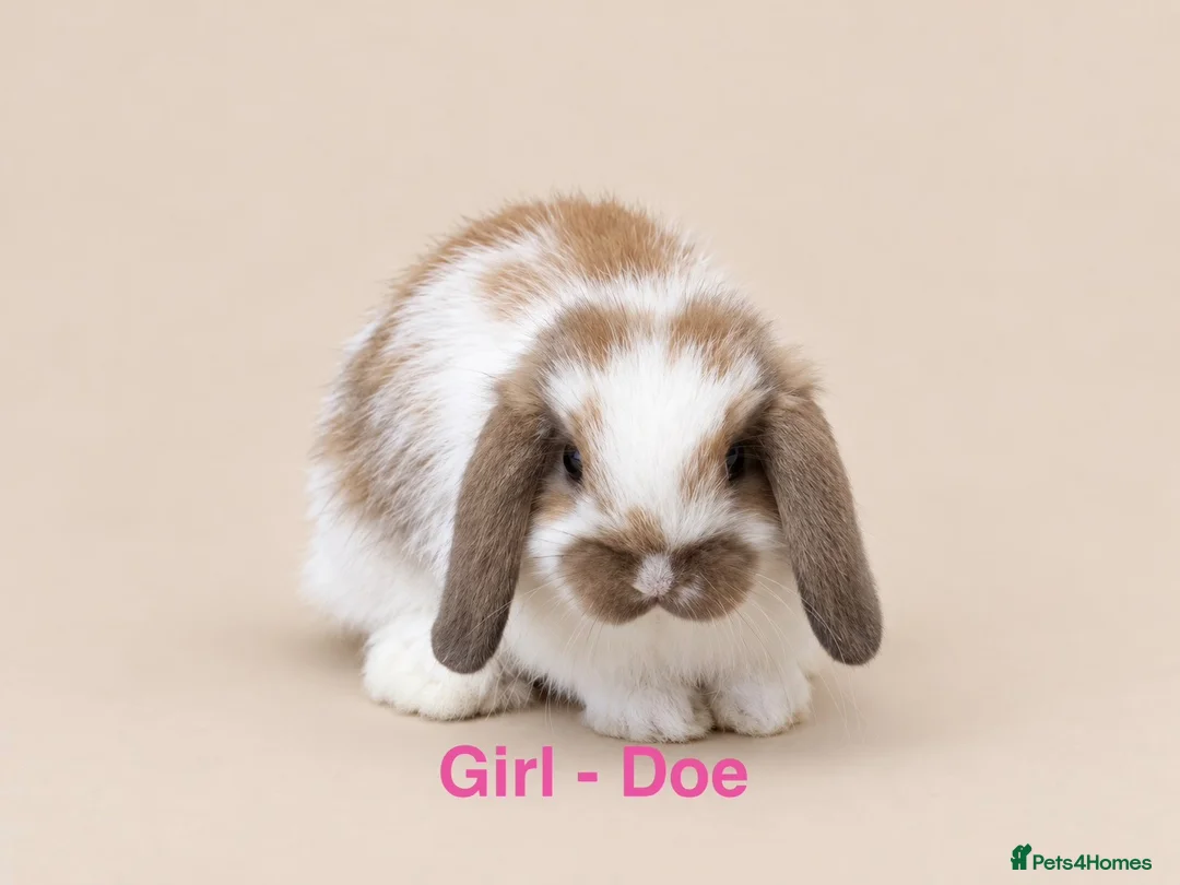 Mini Lop rabbits for sale: 🐰 Adorable Mini Lop Bunnies–Ready 30th October!🐰 - Advert 2