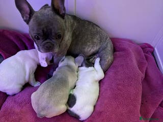French Bulldog dogs Three French Bulldog Puppies Available - Advert 1