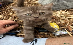 British Shorthair cats for sale: BSH x SF show quality kittens (REDUCED) - Image 26