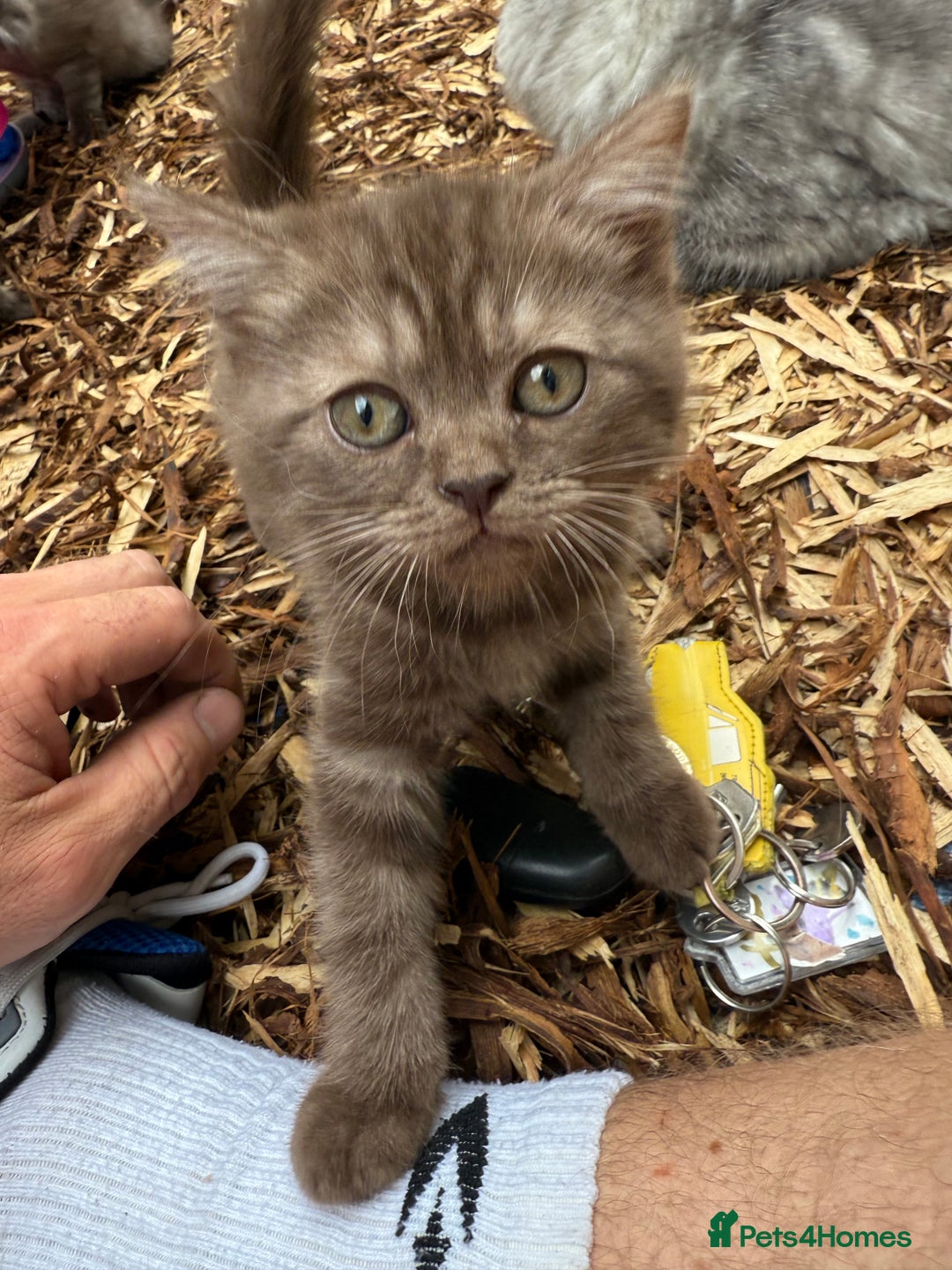 British Shorthair cats for sale: BSH x SF show quality kittens (REDUCED) - Image 26
