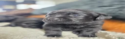 Labrador Retriever dogs for sale: Hugh Quality Black Labrador Puppies - Advert 6