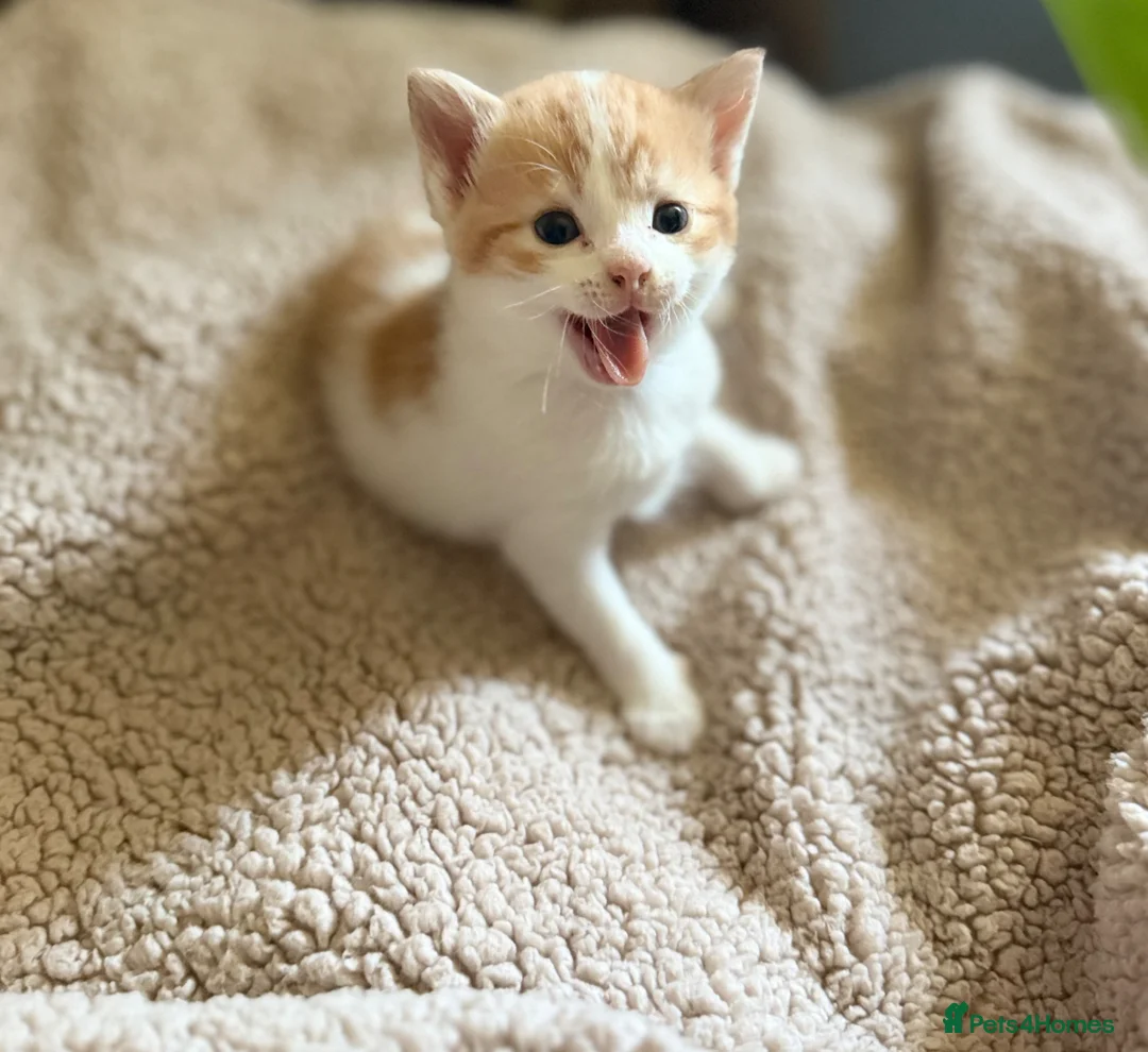 Mixed Breed cats for sale: Cute little kittens  - Advert 1