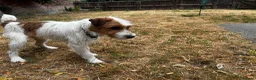 Jack Russell dogs for sale: Friendly Jack Russel looking for a loving home  - Advert 4
