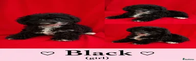black-Maltipoo Puppy 5