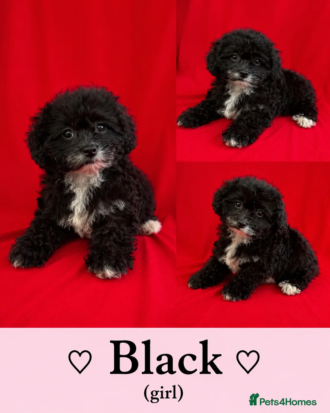 Maltipoo dogs for sale: Beautiful Maltipoo Puppies Looking4Forever Homes - Advert 13
