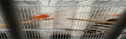 Canaries birds for sale: Red Factor Canaries Pair - Advert 3