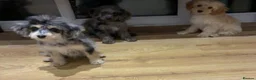 Cavapoo dogs for sale: top quality Cavapoo Puppies - Advert 9