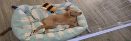 Labradoodle dogs for sale: Female F1 Labradoodle puppy with full setup in Wakefield - Advert 3