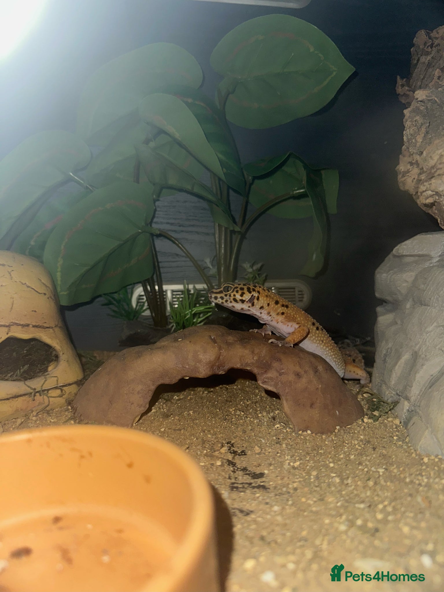 Leopard Gecko reptiles Leopard Gecko with enclosure - Advert 14
