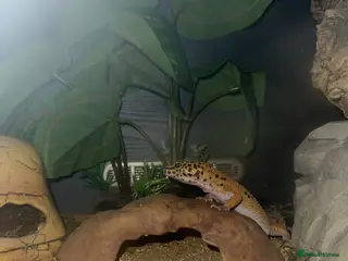 Leopard Gecko reptiles Leopard Gecko with enclosure - Advert 14