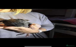Guinea Pig rodents for sale: Guinea pigs  - Image 4