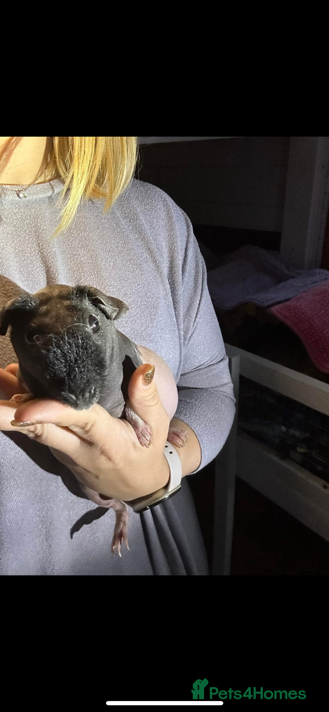 Guinea Pig rodents for sale: Guinea pigs  - Image 4