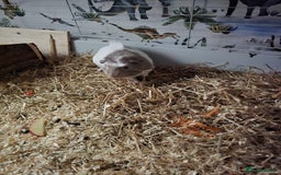 Guinea Pig rodents for sale: 2 guinea pigs - Advert 3