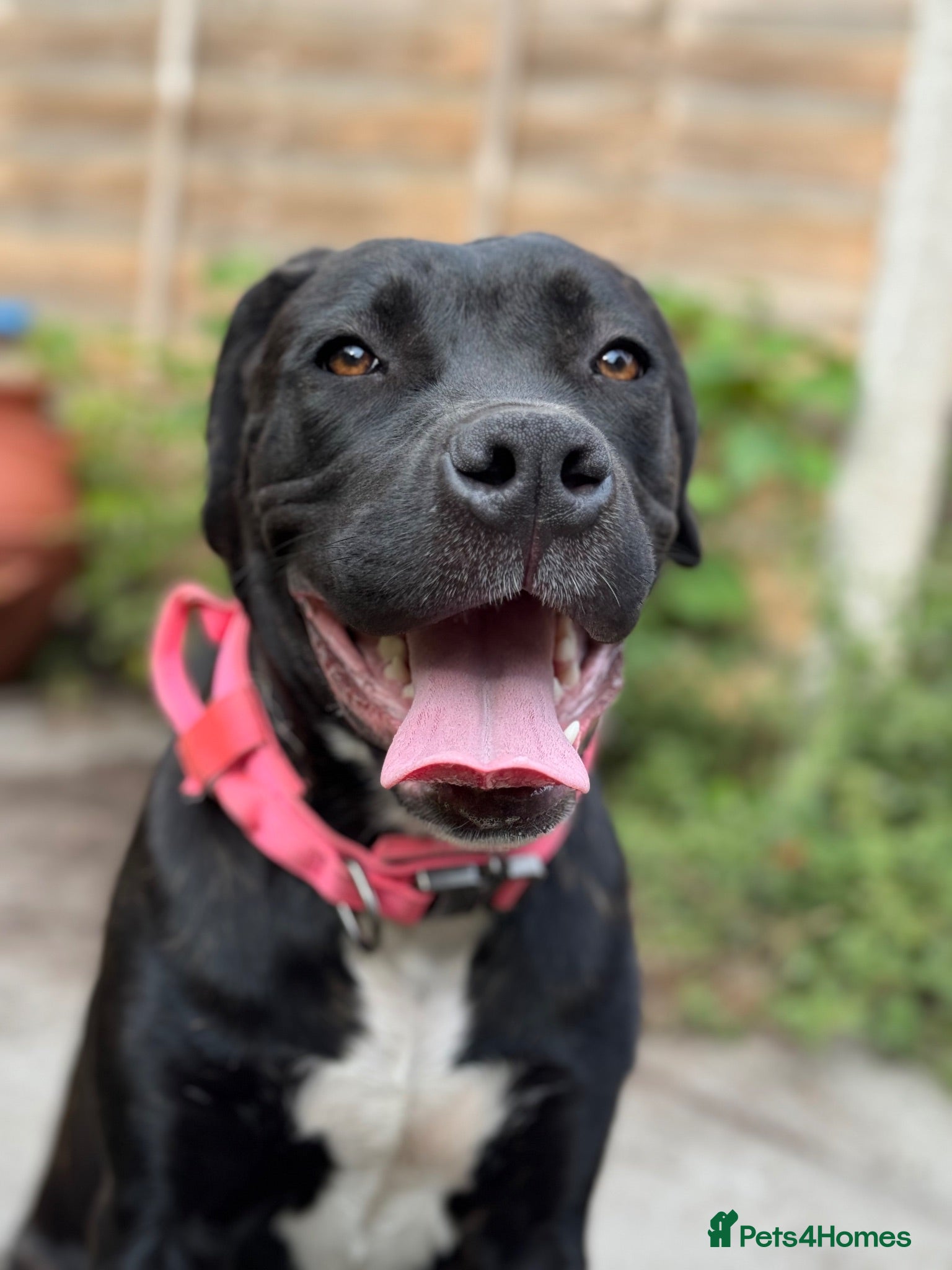 Mixed Breed dogs Trained Bullmastiff Staffy Female - Advert 1