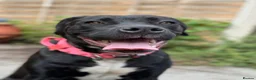 Mixed Breed dogs for sale: Snowflake, Loving Staffy/Bullmastiff Trained Girl - Advert 2