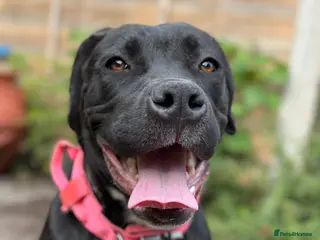Mixed Breed dogs Trained Bullmastiff Staffy Female - Advert 1