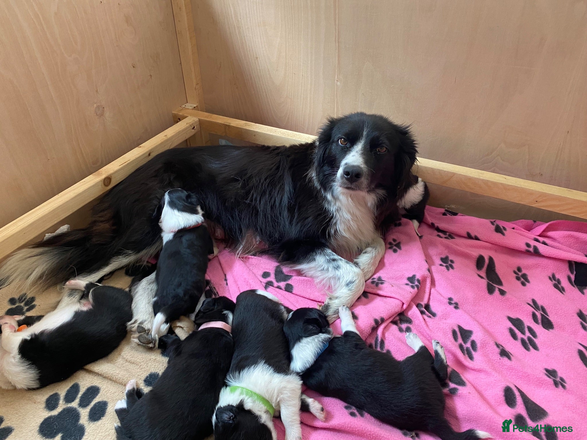 Border Collie dogs Border collie puppies  - Advert 4
