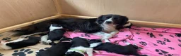 Border Collie dogs for sale: Border collie puppies  in Norwich - Advert 1