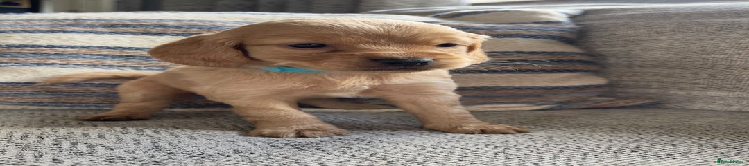 Cockapoo Puppy 1