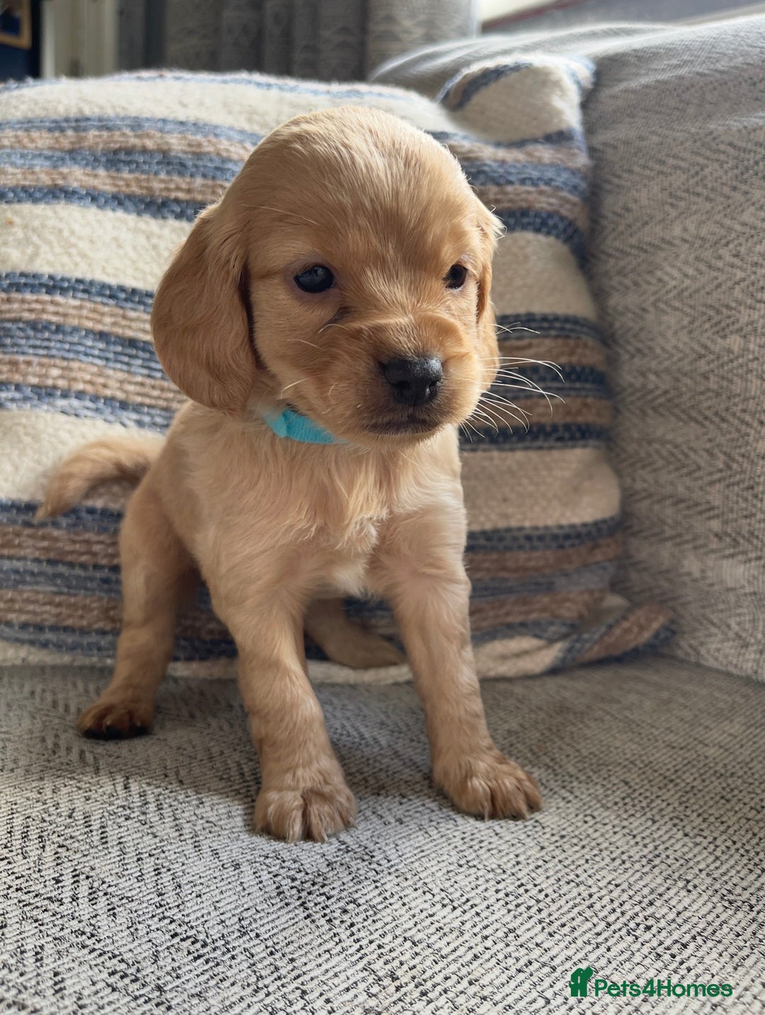Cockapoo dogs for sale: F2 cockapoos for sale - Image 3