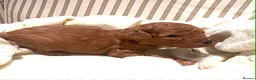 Cavapoo dogs for sale: Stunning fox red male cavapoo puppies  - Advert 10