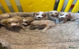 Cockapoo dogs for sale: Beautiful f1b cockapoo puppys  - Image 12