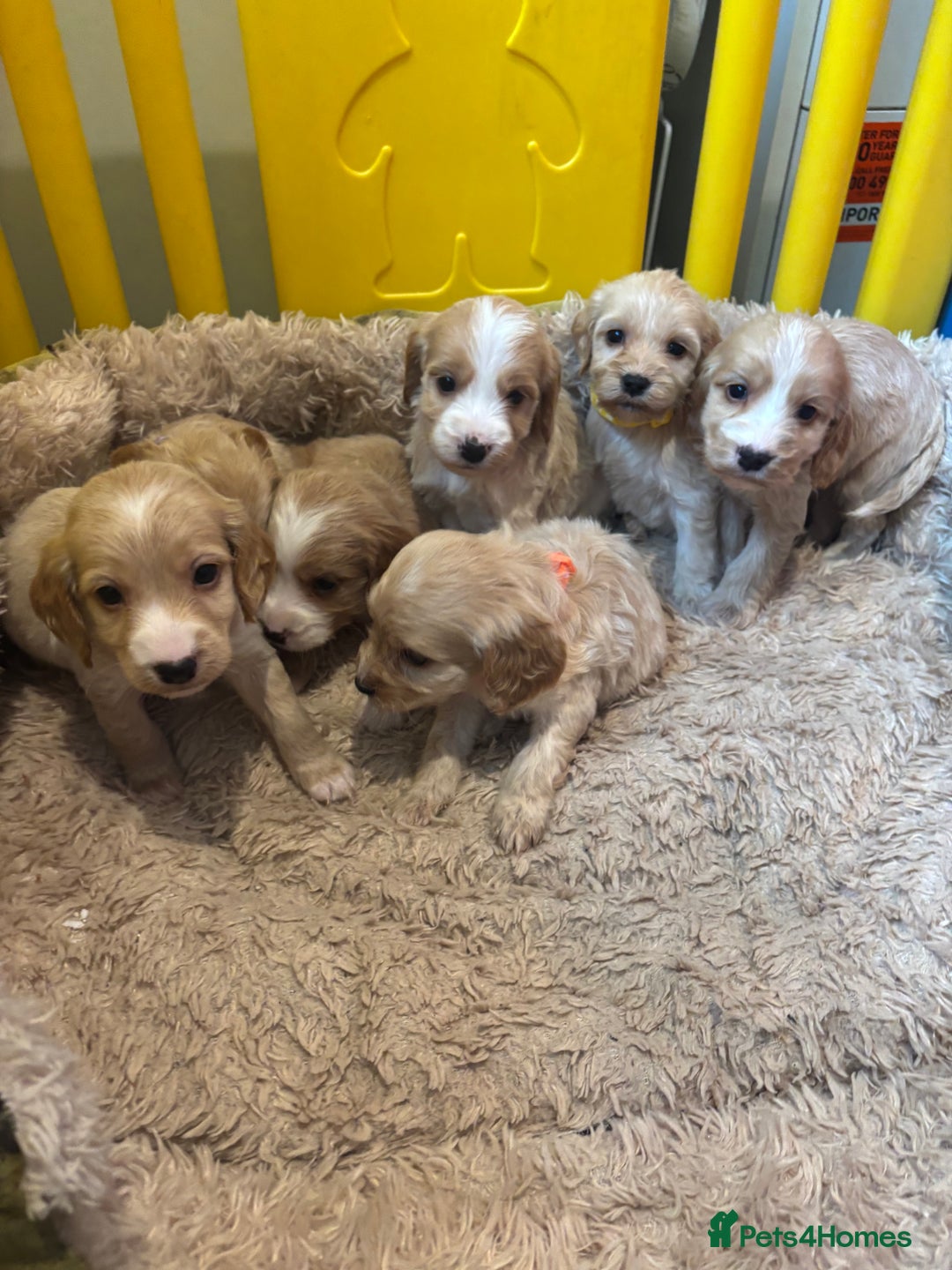 Cockapoo dogs for sale: Beautiful f1b cockapoo puppys  - Image 12