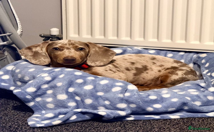 Dachshund dogs - Advert 1