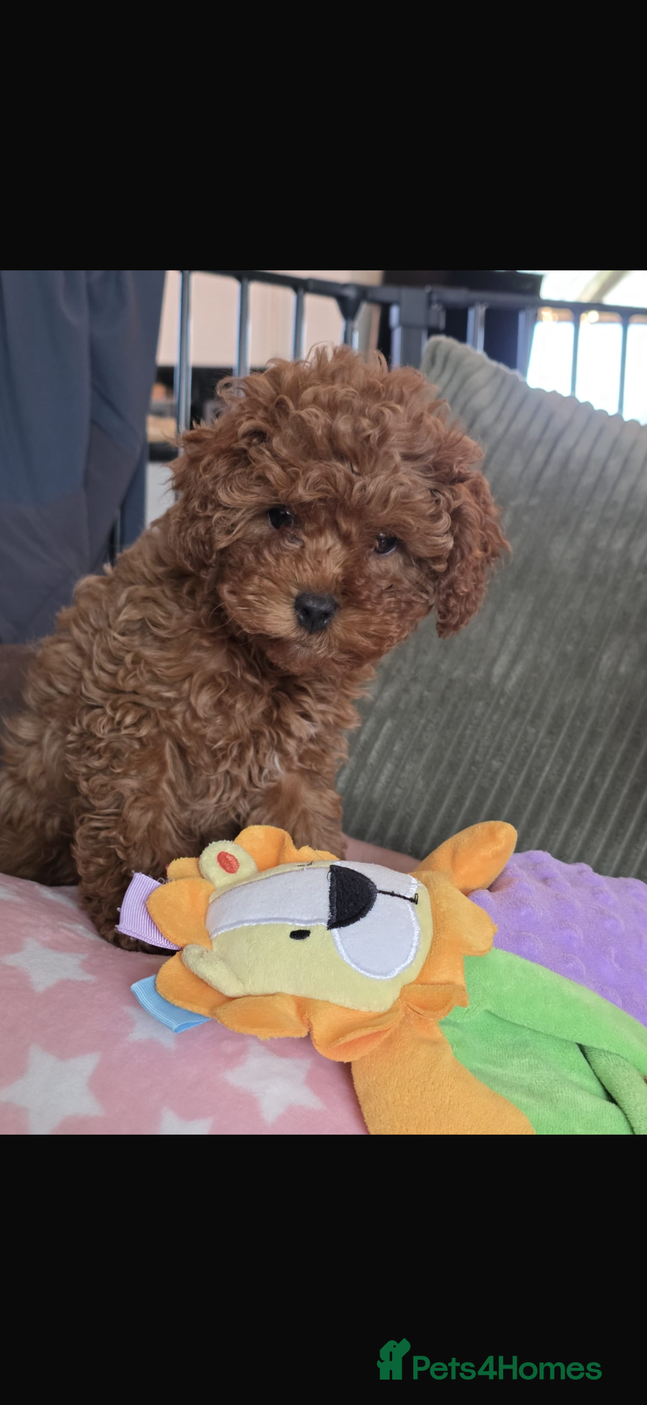 Cavapoo dogs 11 week old Cavapoo girl ready now  - Advert 6