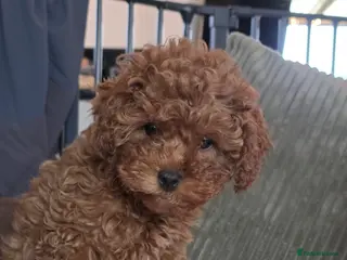 Cavapoo dogs 11 week old Cavapoo girl ready now - Advert 6