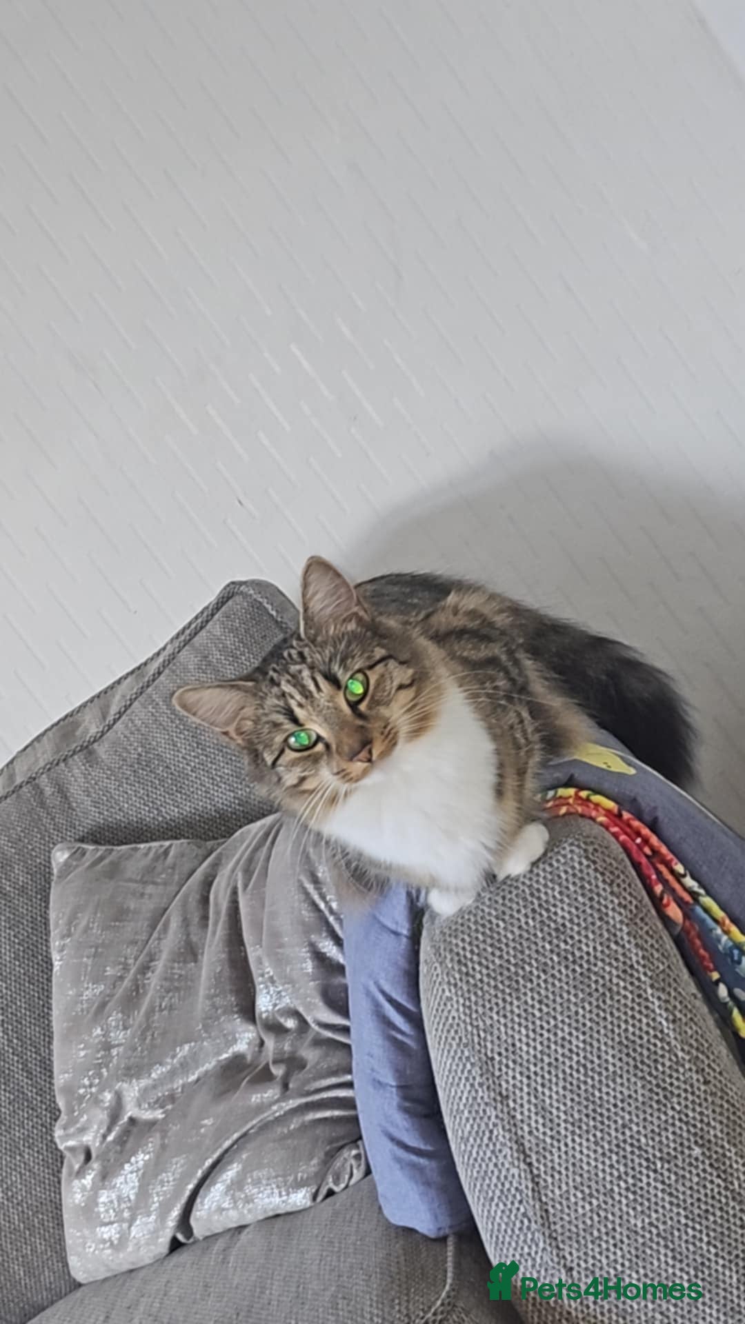Mixed Breed cats for sale: Faith & Bonnie – Playful Sisters Ready for Love - Image 3
