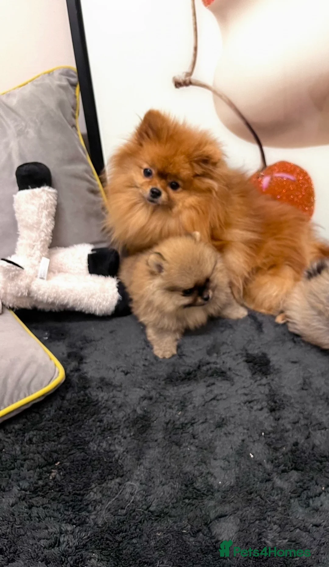 Pomeranian dogs for sale: Top Quality 🏆Championship 🧸Teddy Bear - Advert 9