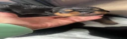 Rottweiler dogs for sale: Outstanding litter of True Type Rottweilers  - Advert 4