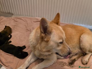 German Shepherd dogs German Shepherd puppies for sale - Advert 9