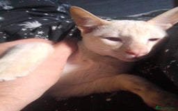 Siamese cats for sale: SIAMESE boy - Image 4
