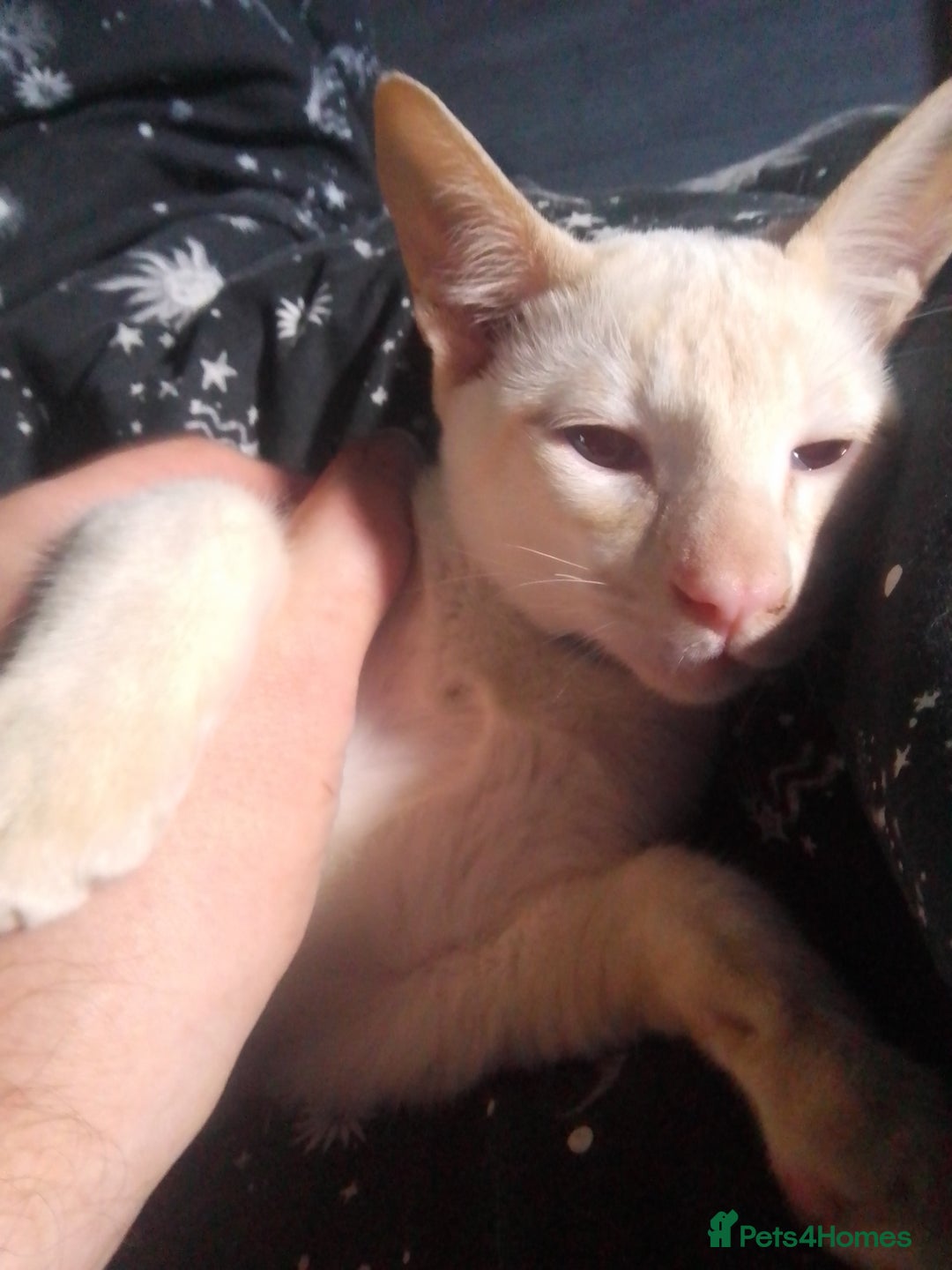 Siamese cats for sale: SIAMESE boy - Image 4