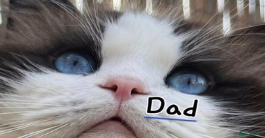 Ragdoll cats - Advert 16