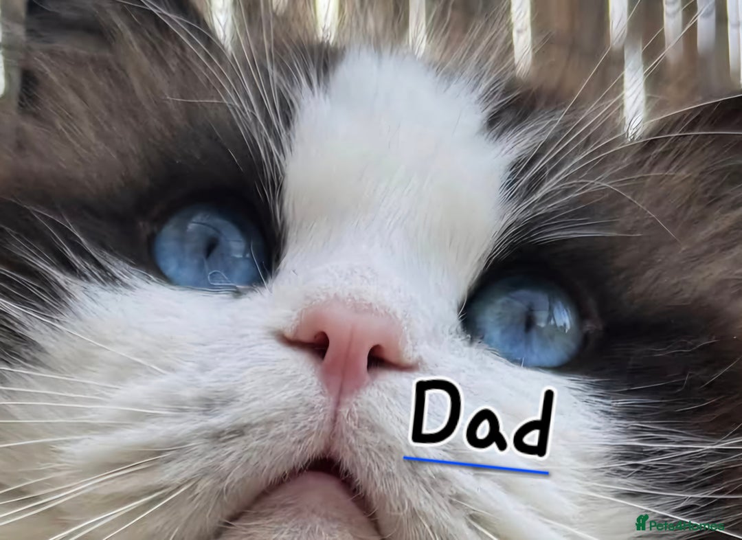 Ragdoll cats for sale: 4 Precious tica Ragdoll girls - Image 10