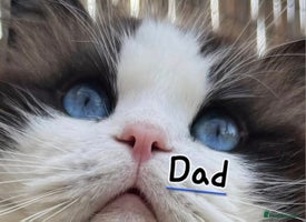 Ragdoll cats - Advert 10