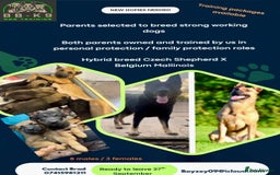 Mixed Breed dogs for sale: Czech shepherd x Belgium malinois - Image 38