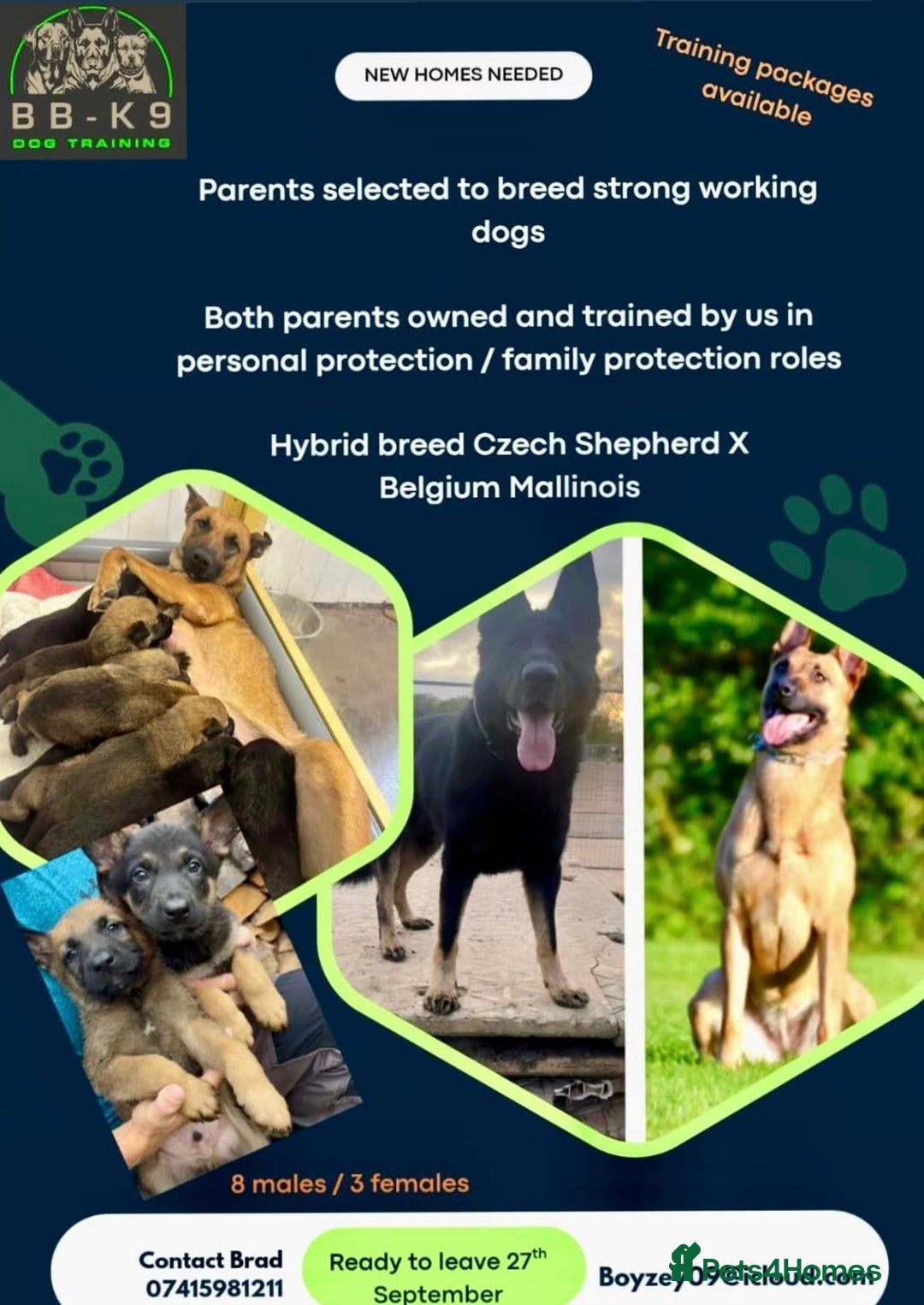 Mixed Breed dogs for sale: Czech shepherd x Belgium malinois - Image 38