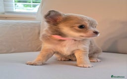 Chihuahua dogs for sale: Chihuahua puppies for sale - Image 26