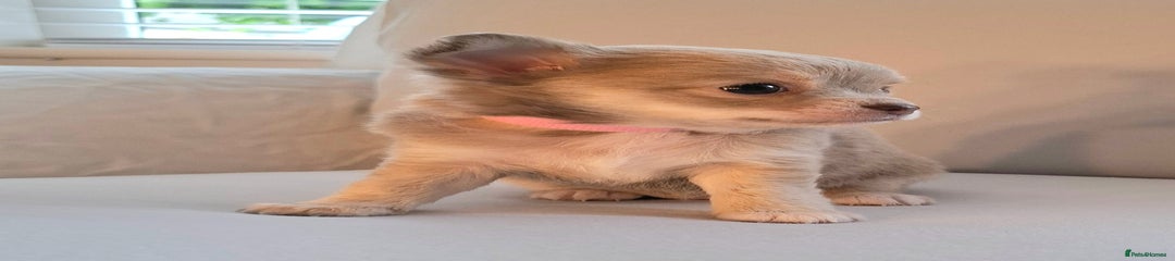 Chihuahua Puppy 5 (pink)