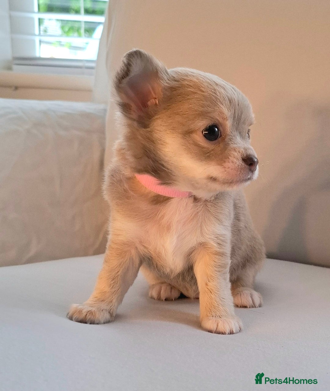 Chihuahua dogs for sale: Chihuahua puppies for sale - Image 26