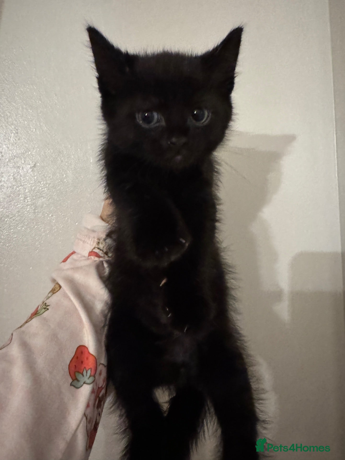American Shorthair cats Kitten for sale  - Advert 9