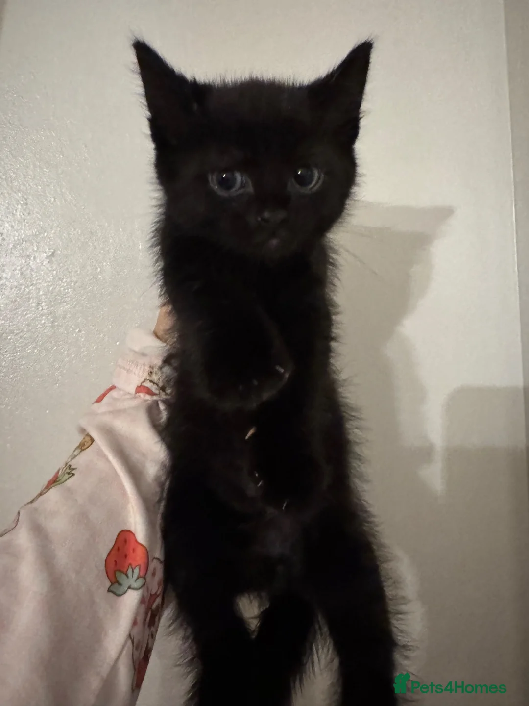 American Shorthair cats for sale: Kitten for sale  - Advert 1